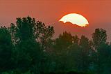 Sunrise Over Trees_26982